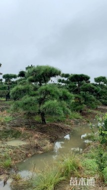 高度260厘米黑松