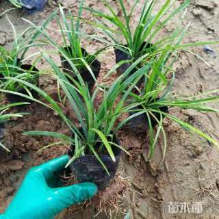 高度10厘米麦冬