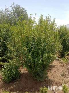 高度200厘米丛生木槿