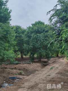 50公分丛生乌桕