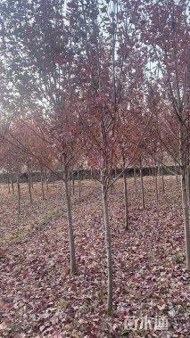 5公分美国红枫-红冠