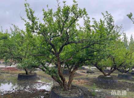 高度280厘米石榴