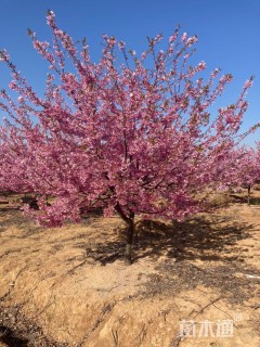 10公分红粉佳人樱