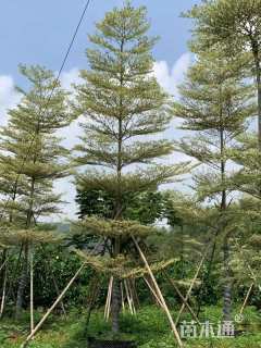 10公分锦叶榄仁