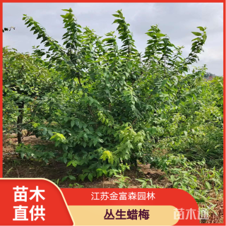 高度300厘米丛生蜡梅