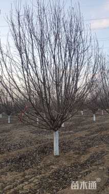 20公分绚丽海棠