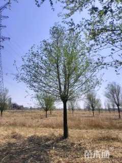 18公分榆树
