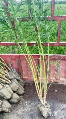 高度170厘米夹竹桃