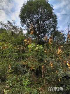 15公分红果冬青