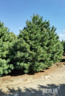 高度500厘米华山松