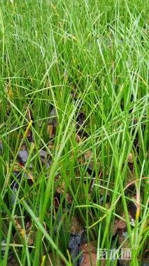 高度15厘米葱兰