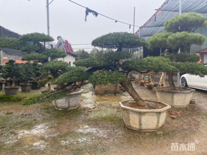 15公分造型台湾罗汉松