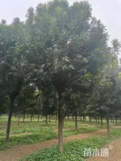 14公分秋紫白蜡