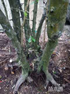 高度200厘米金弹子