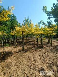 40公分金叶银杏