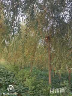 10公分金丝垂柳