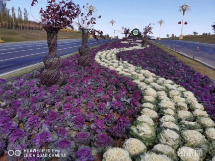 高度15厘米羽衣甘蓝