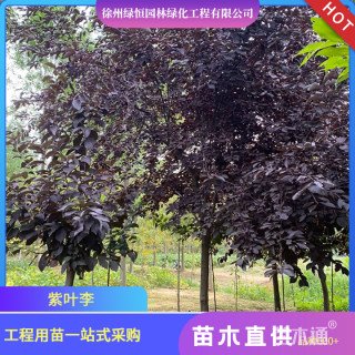 15公分紫叶李