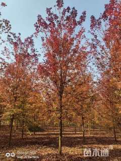 12公分美国红枫