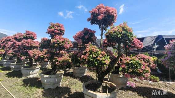 15公分造型三角梅