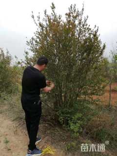 高度250厘米丛生花石榴