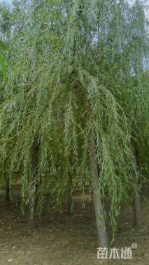 15公分金丝垂柳