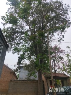 59公分楸树