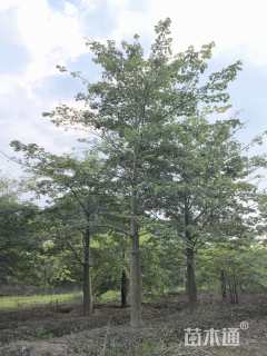 38公分大腹木棉