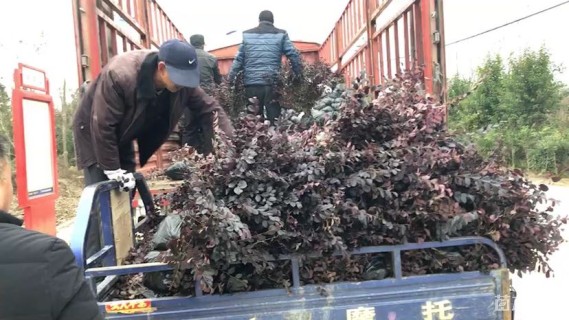 高度40厘米红花继木