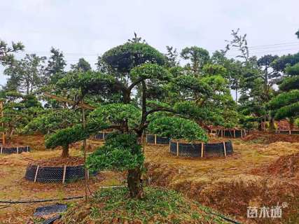 断根苗造型罗汉松
