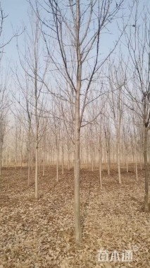 10公分美国红枫