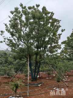 30公分(5杆)丛生香樟