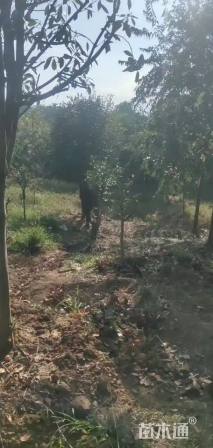 12公分高杆红叶石楠