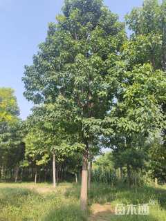 15公分楸树
