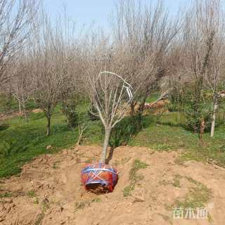 高度350厘米红花木槿