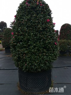 高度240厘米茶梅柱