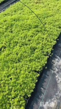 高度5厘米佛甲草