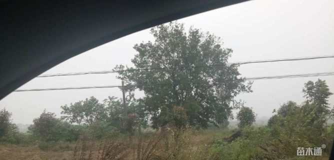 36.37公分多杆朴树