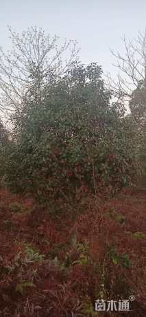 14公分红叶石楠