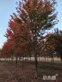 18公分美国红枫-秋火焰