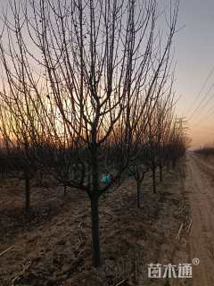 11公分八棱海棠