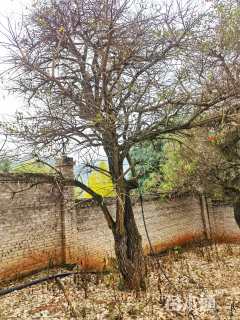 46公分鸡冠刺桐