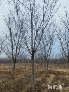 16公分高杆樱花