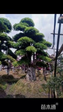 30公分造型椤木石楠