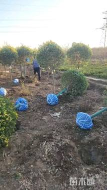 冠幅170厘米金叶榆球