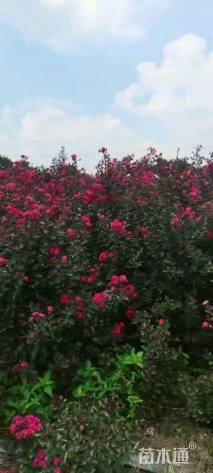 高度130厘米天鹅绒紫薇