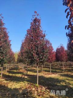 15公分彩叶豆梨