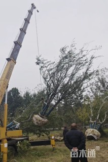 高度600厘米丛生元宝枫