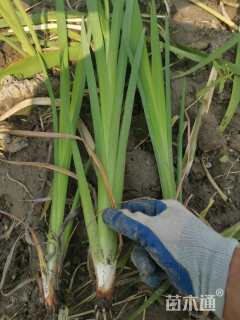 高度50厘米菖蒲