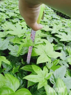 高度30厘米八角金盘